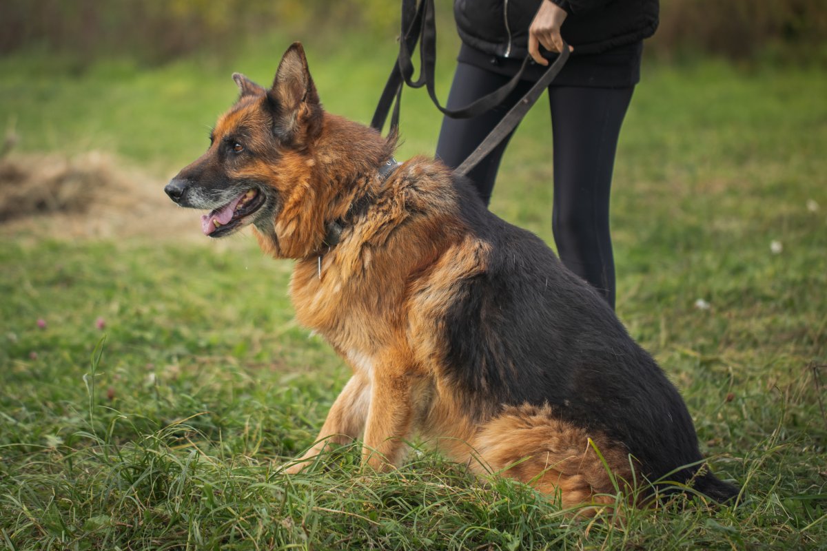 Овчарка на траве