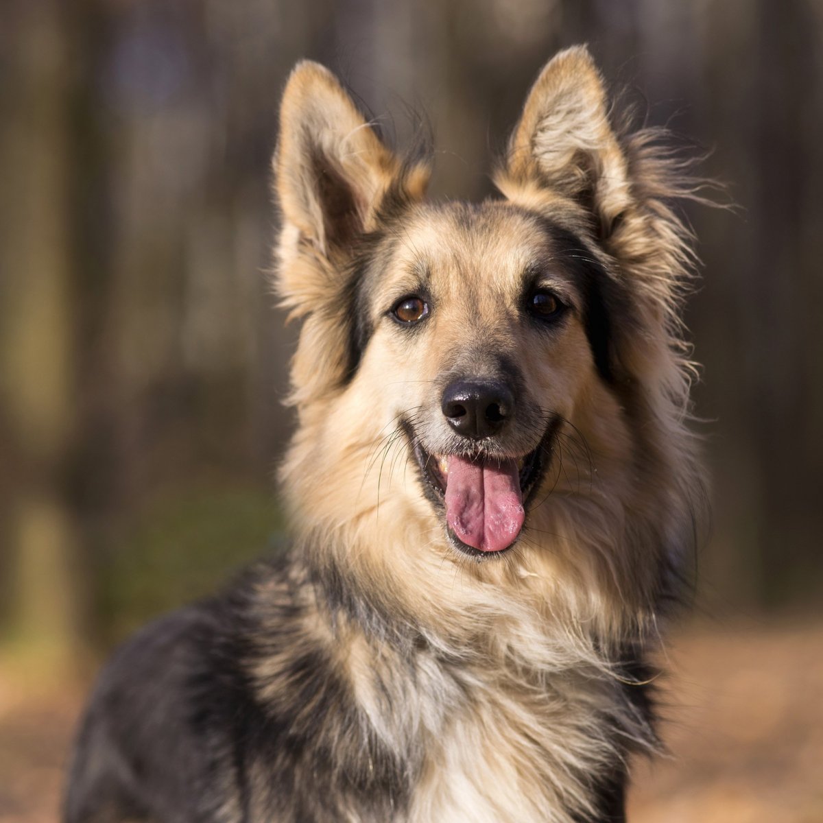 Немецкая овчарка 2000