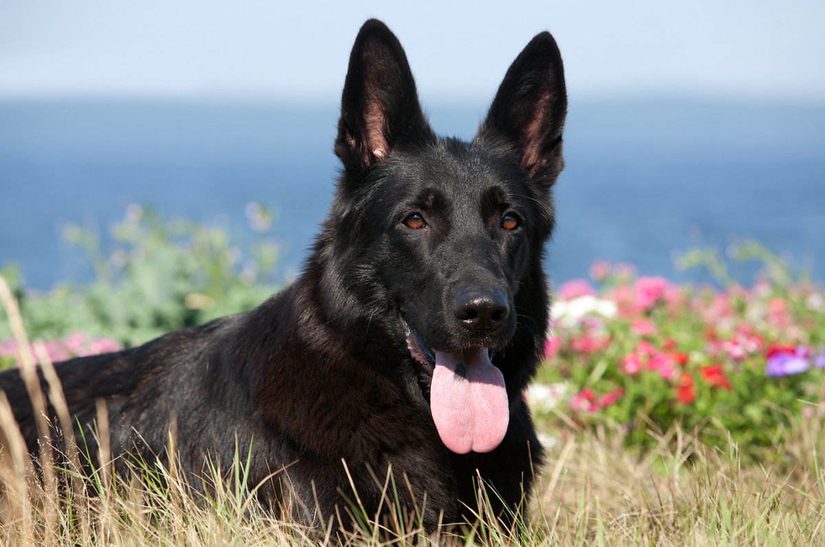 Австрийская овчарка