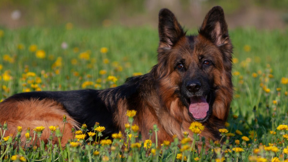 Немецкая сторожевая длинношерстная овчарка