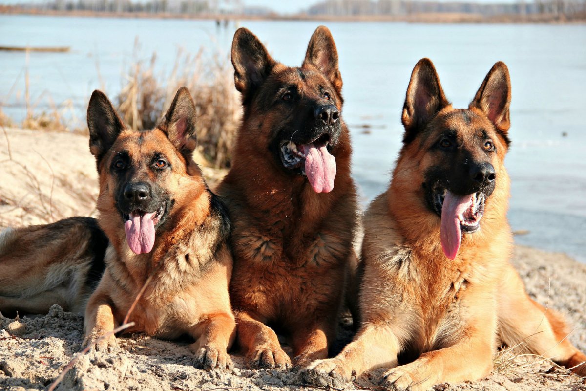 Португальская немецкая овчарка