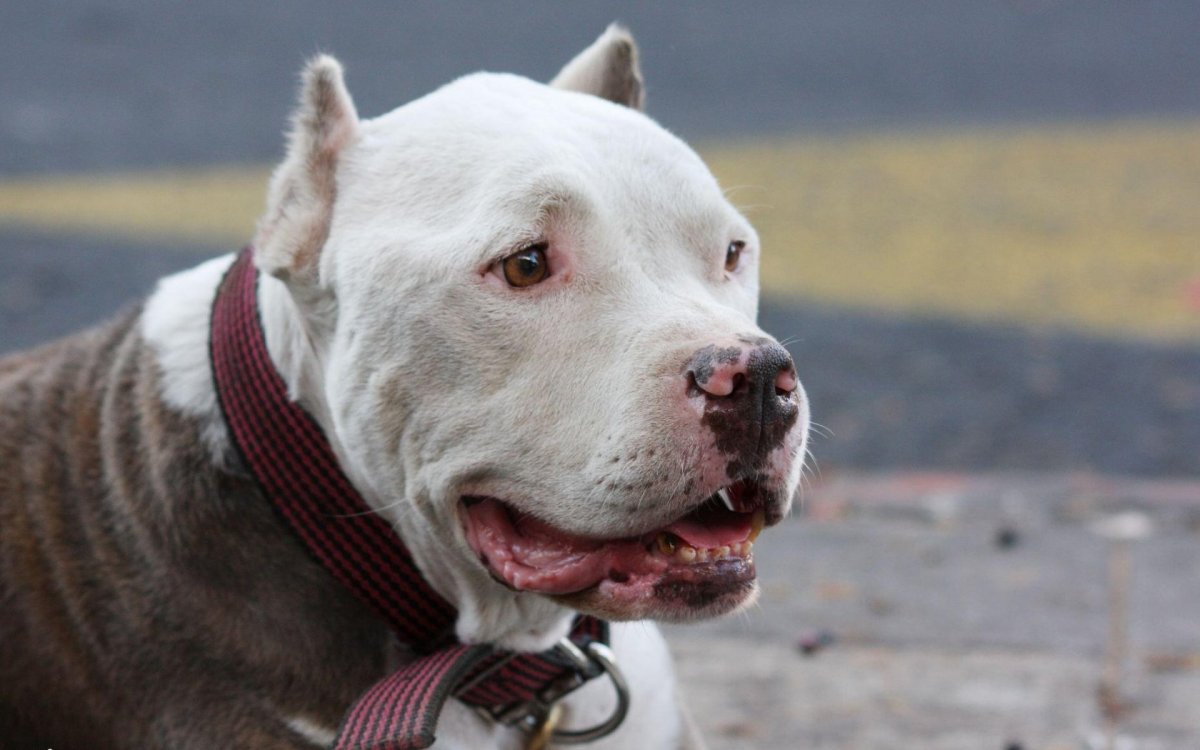 Питбуль американский питбультерьер белый