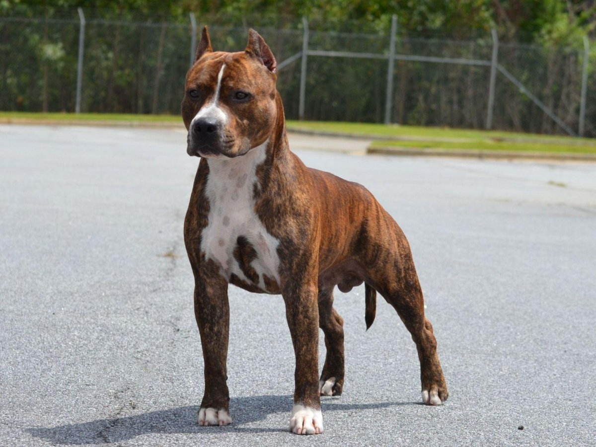 Американский стаффордширский терьер