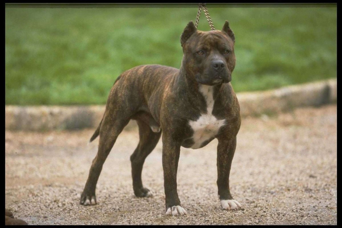 Американский стаффордширский терьер