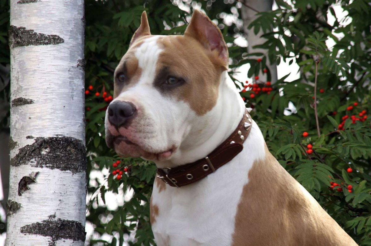 Американский стаффордширский терьер