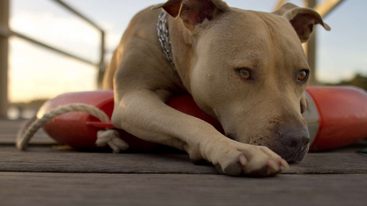 Бойцовские собаки питбуль