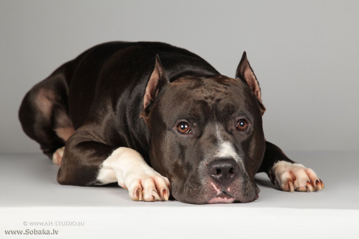 Американский стаффордширский терьер