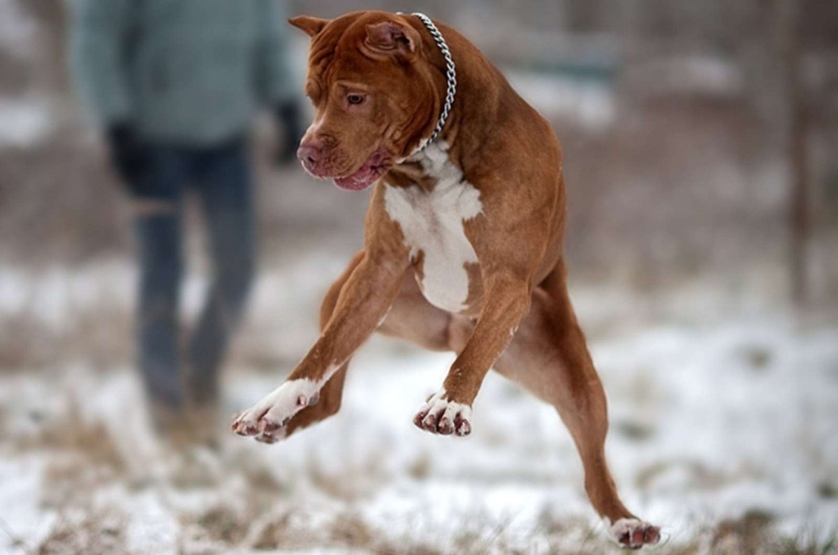 Питбуль в прыжке