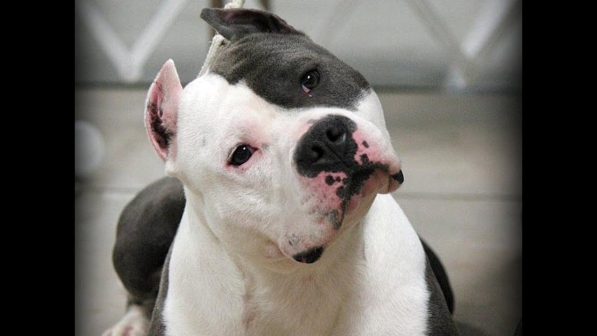 Американский стаффордширский терьер глаза