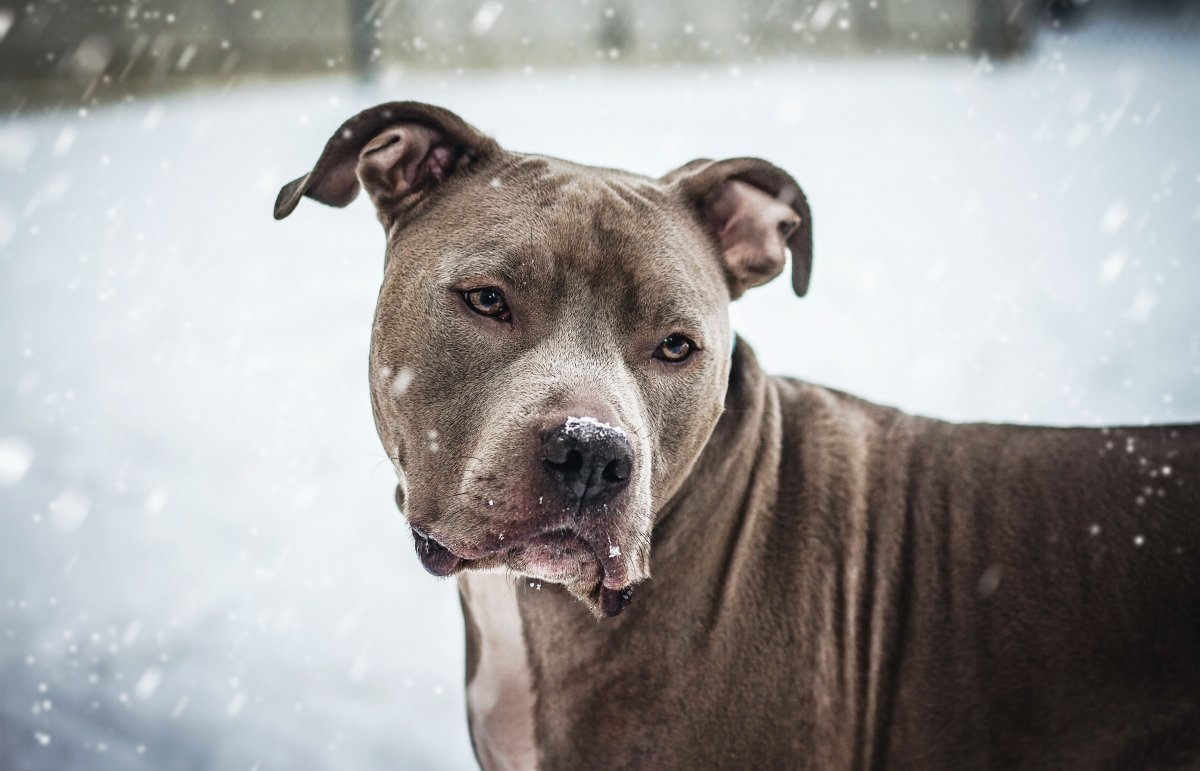 Картинки питбулей