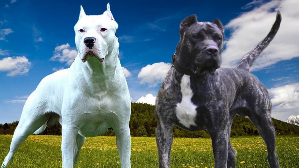 Аргентинский дог Бойцовый