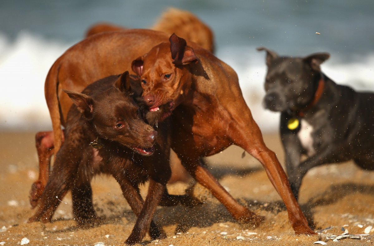 Стая бойцовских собак