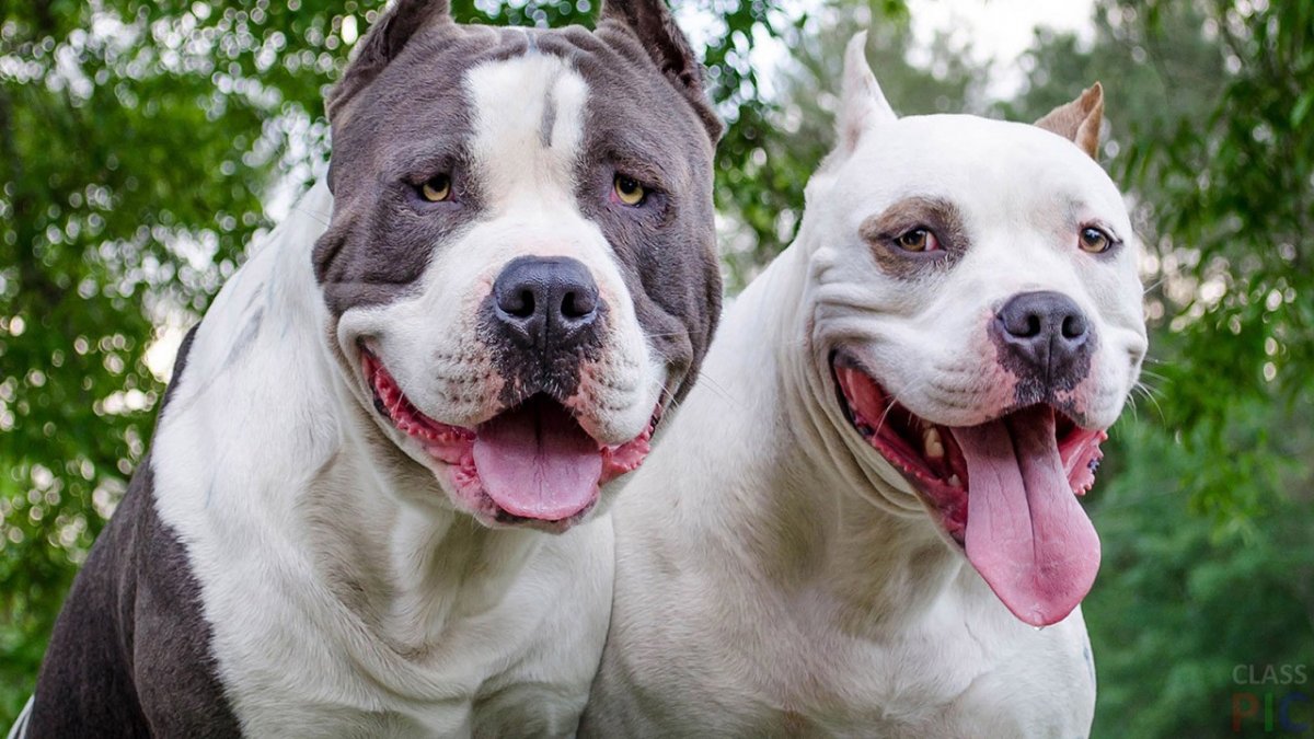 Американский стаффордширский терьер