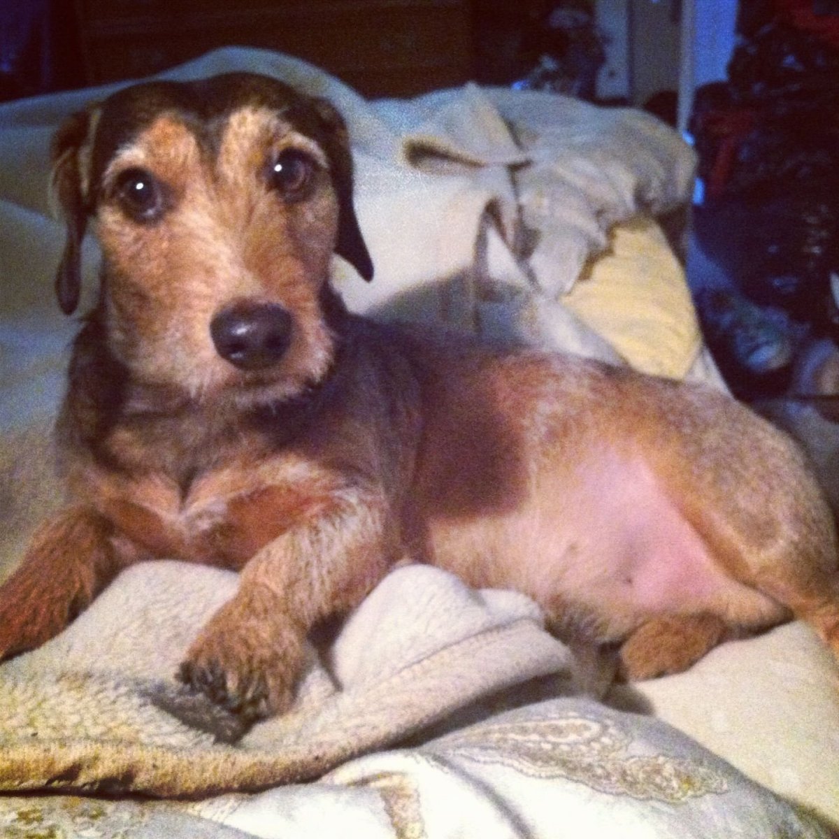 Помесь Джек Рассела и таксы