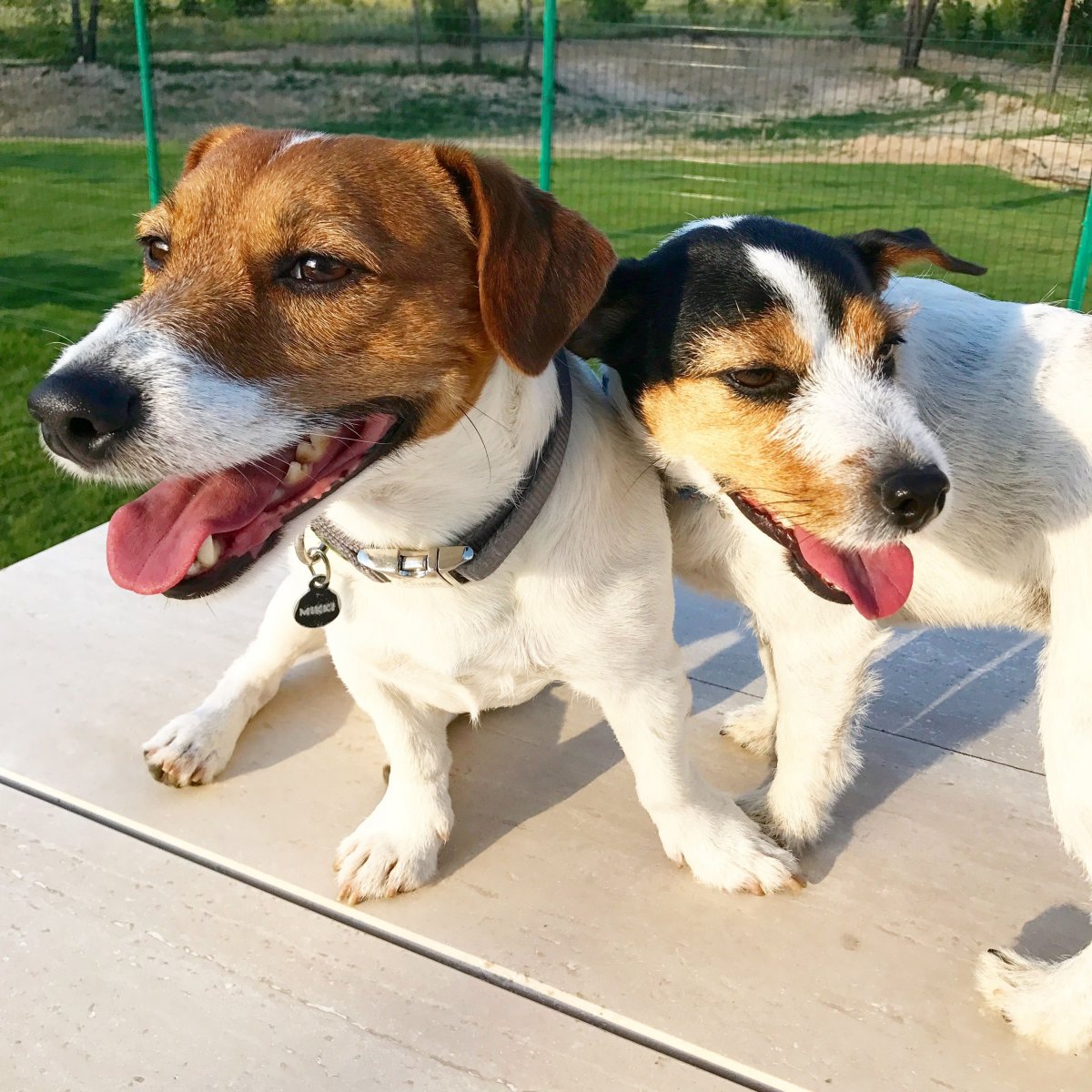 Бигль и Джек Рассел терьер