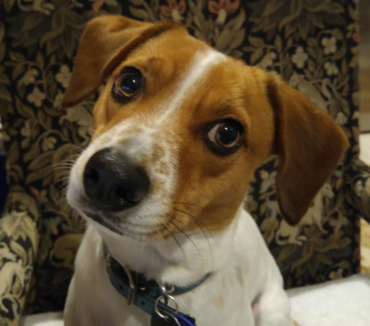 Бигль помесь с Джек Рассел