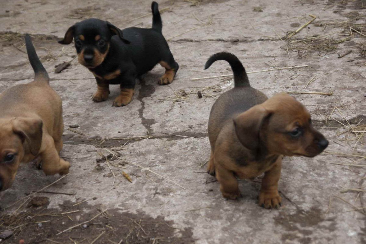 Джек Рассел кабель