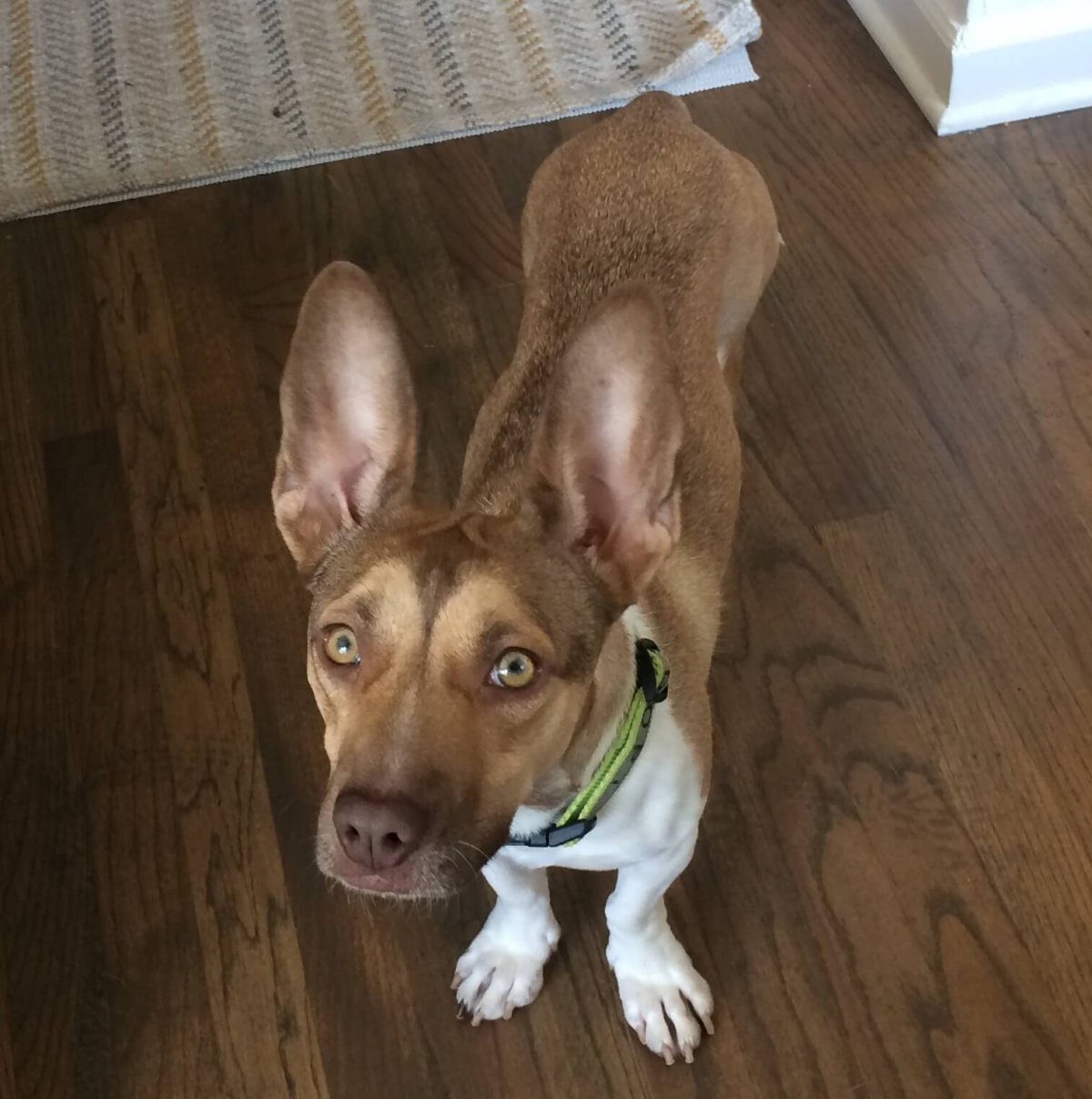 Джек Рассел терьер помесь