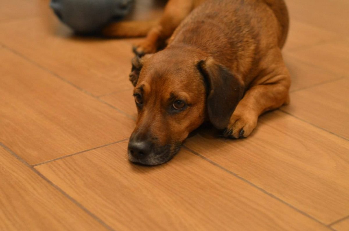 Такса и Джек Рассел