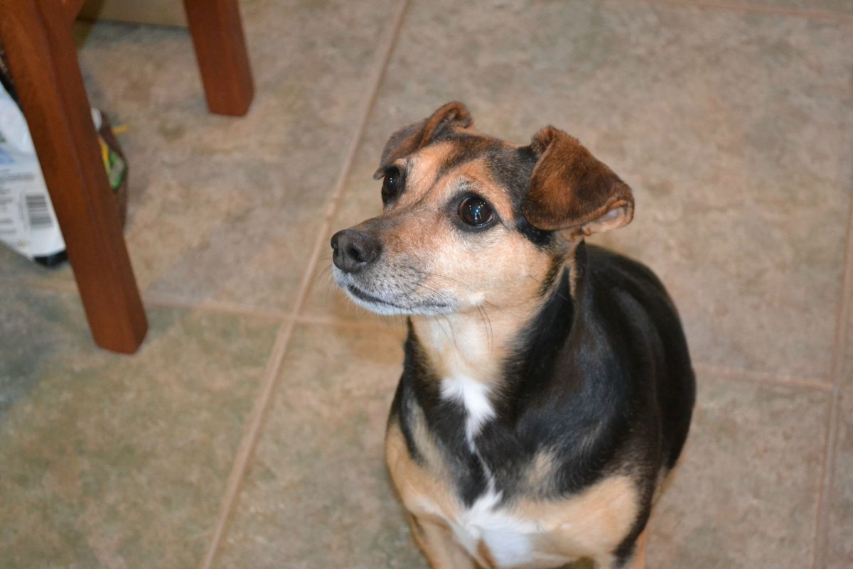 Метис корги и басенджи