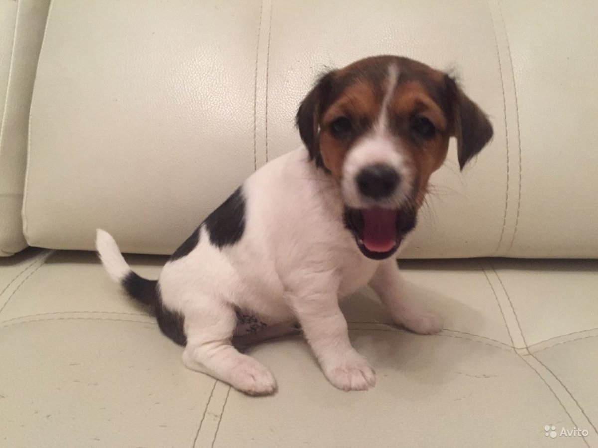 Метис Джек Рассела