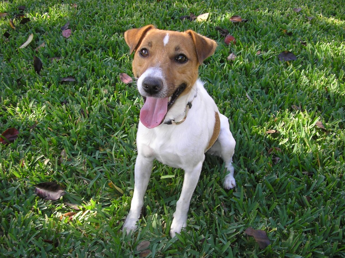 Смесь Джек Рассела и Парсона