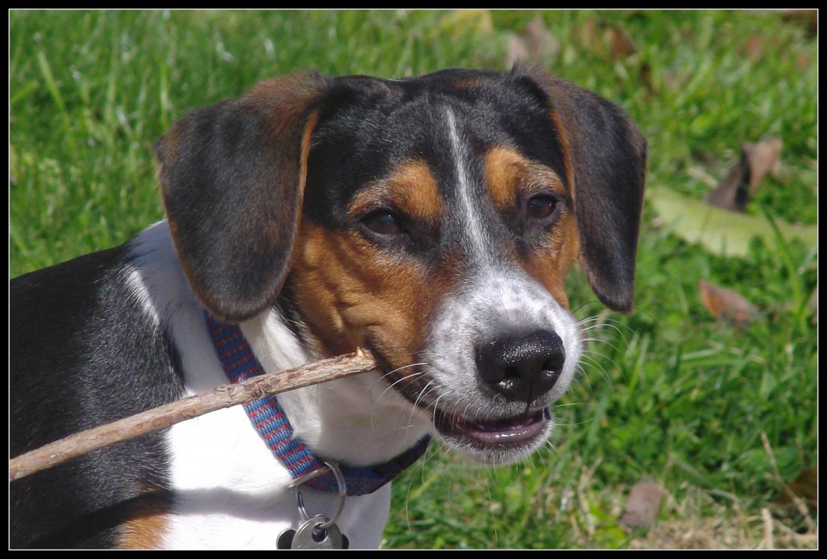 Смесь Джек Рассела и таксы