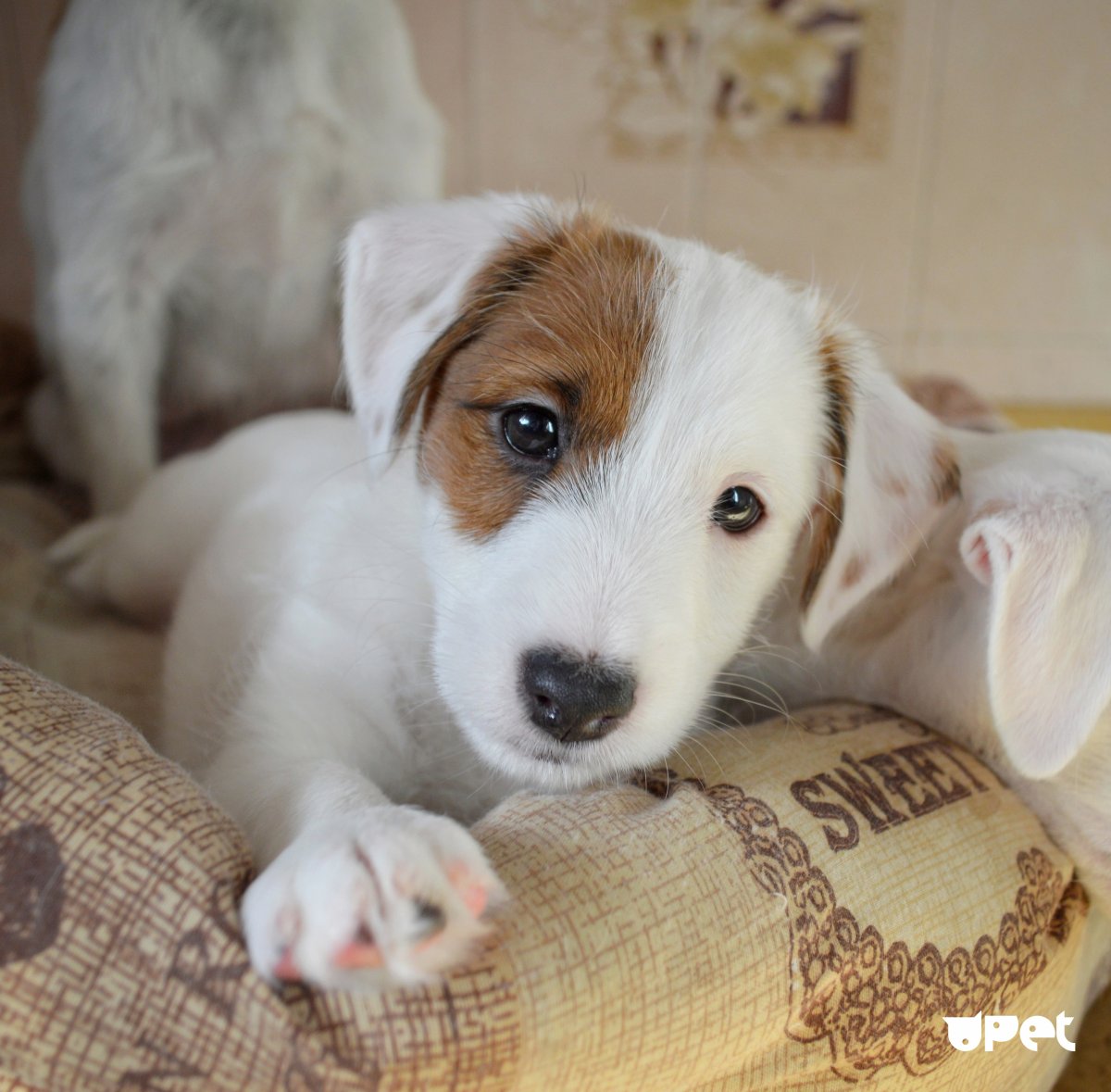 Джек Рассел и лабрадор смесь