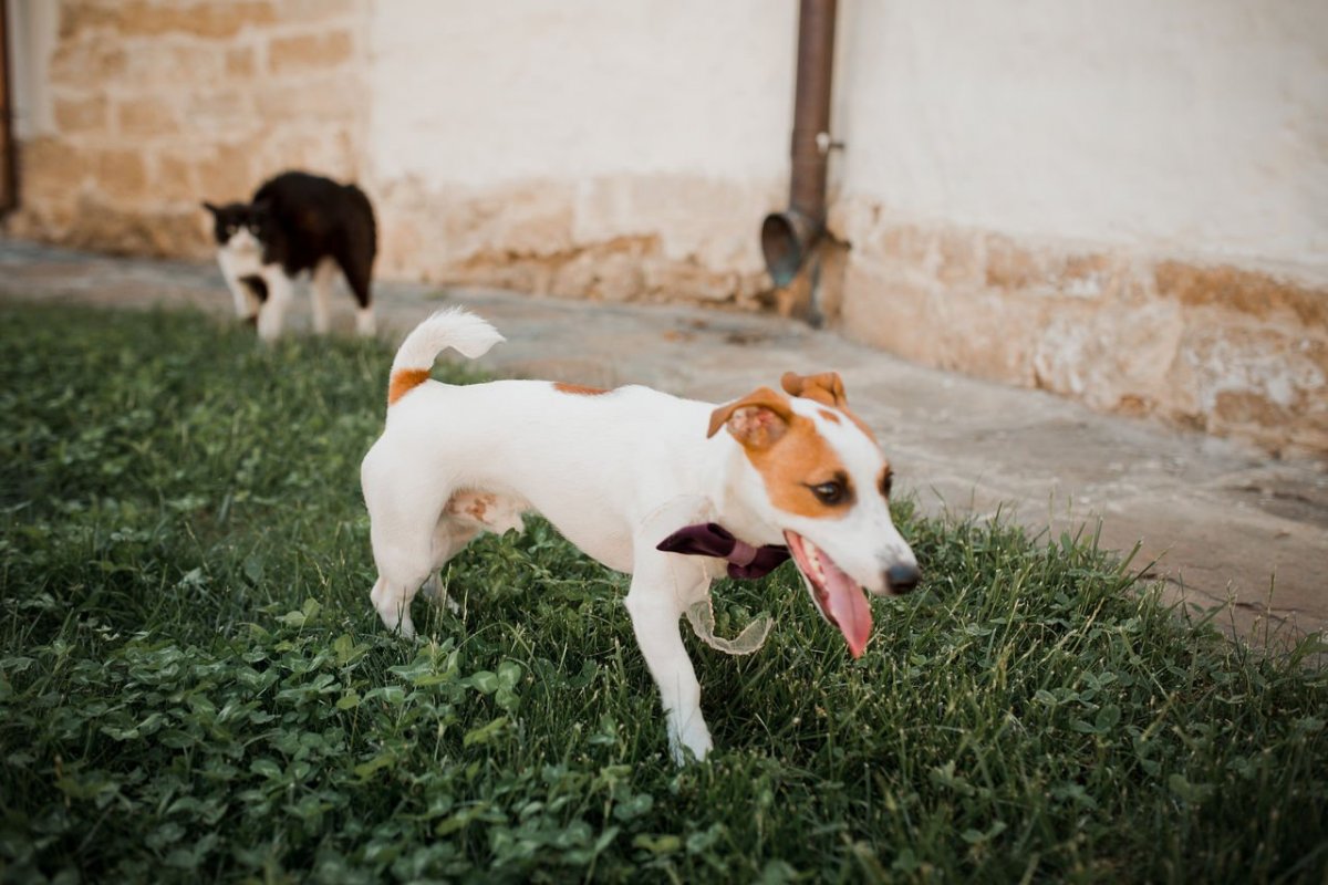 Такса и Джек Рассел