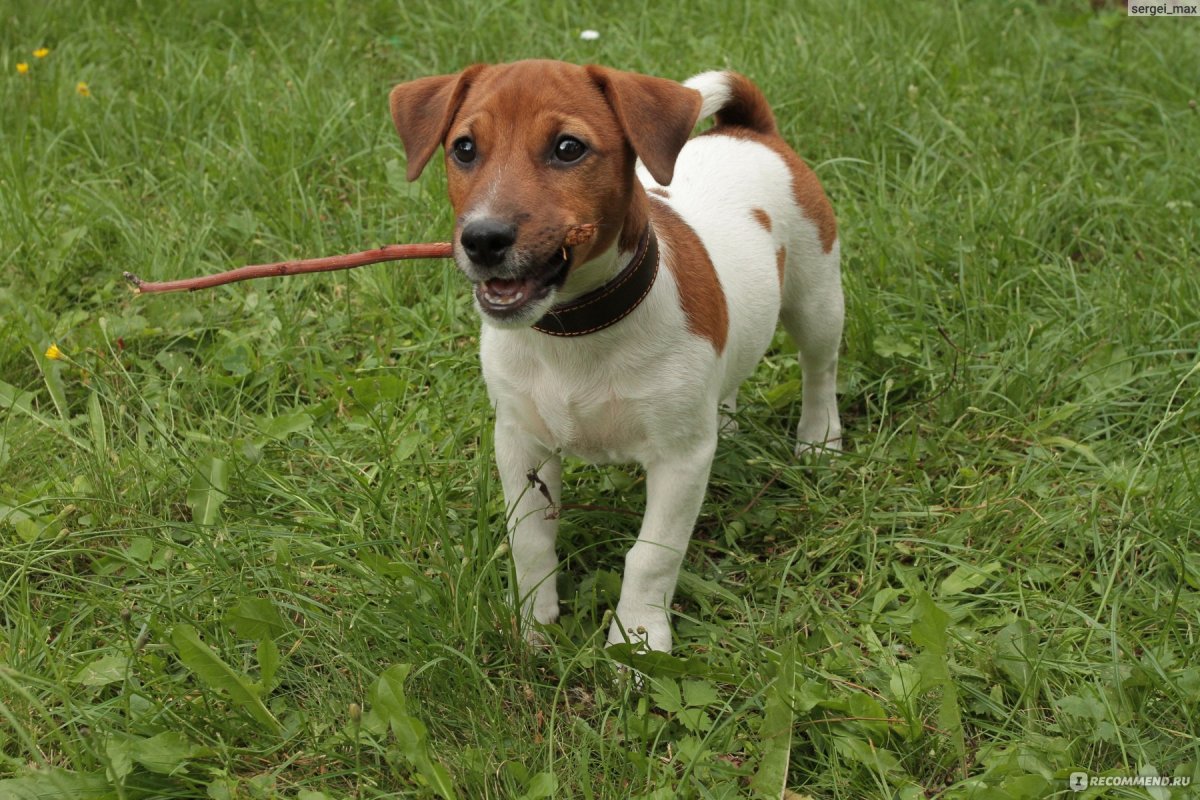 Помесь Джек Рассела и таксы