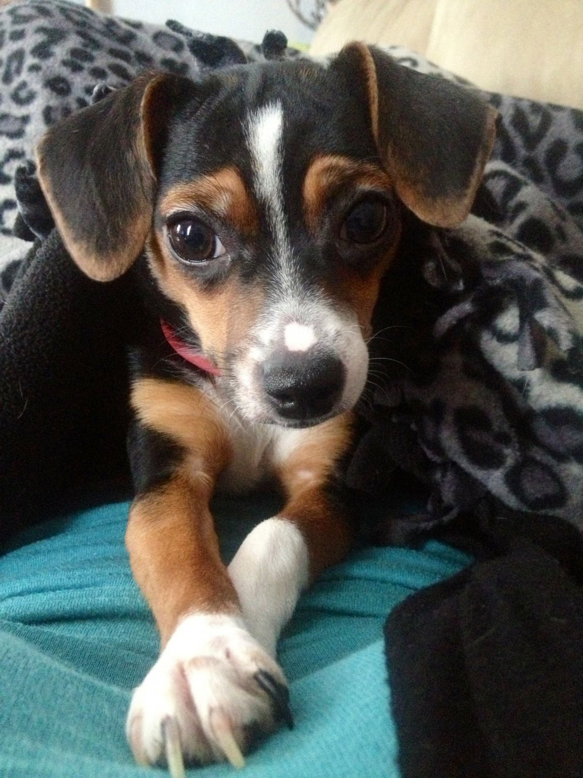 Цвергпинчер Рассел метис