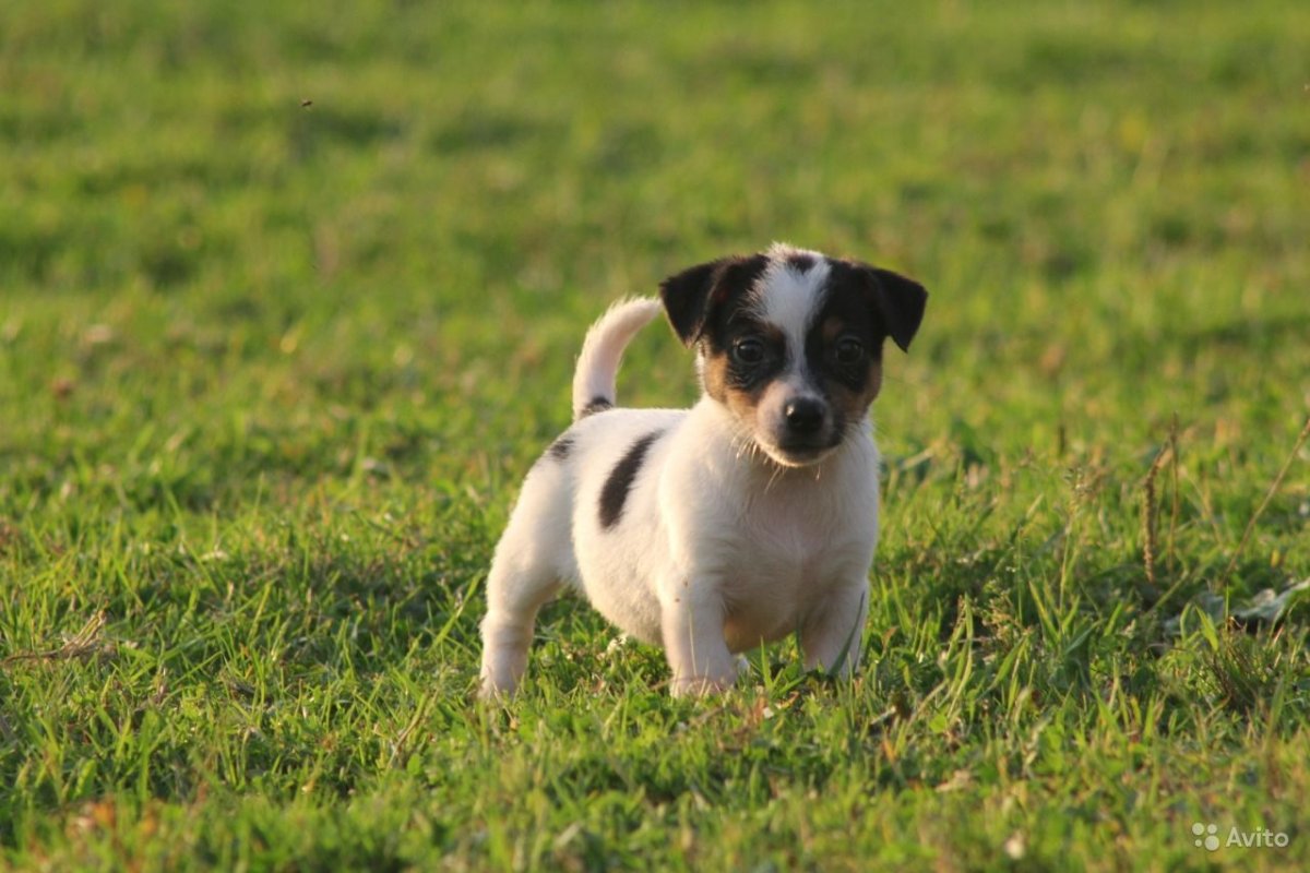 Джек Рассел терьер купить бесплатного щенка в Серпухове