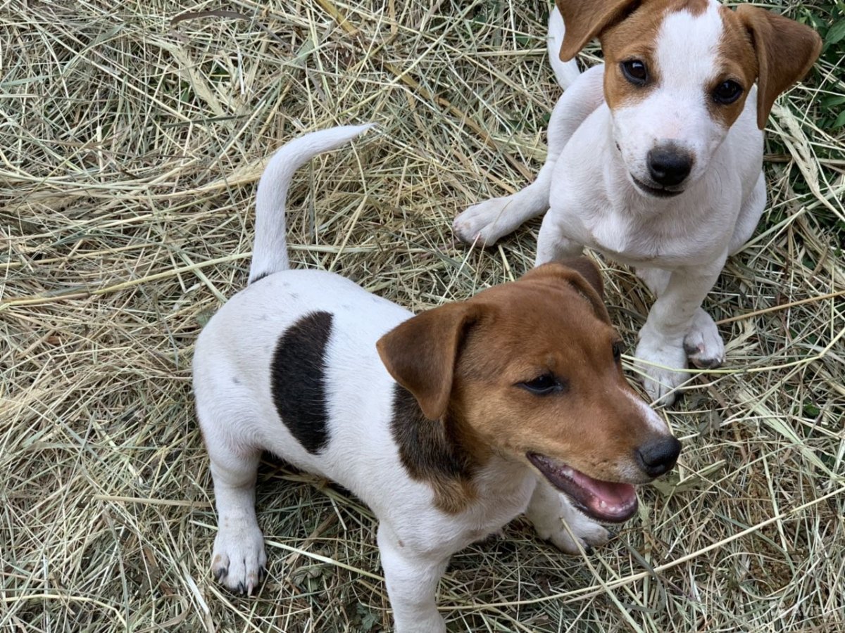 Цвергпинчер Рассел метис