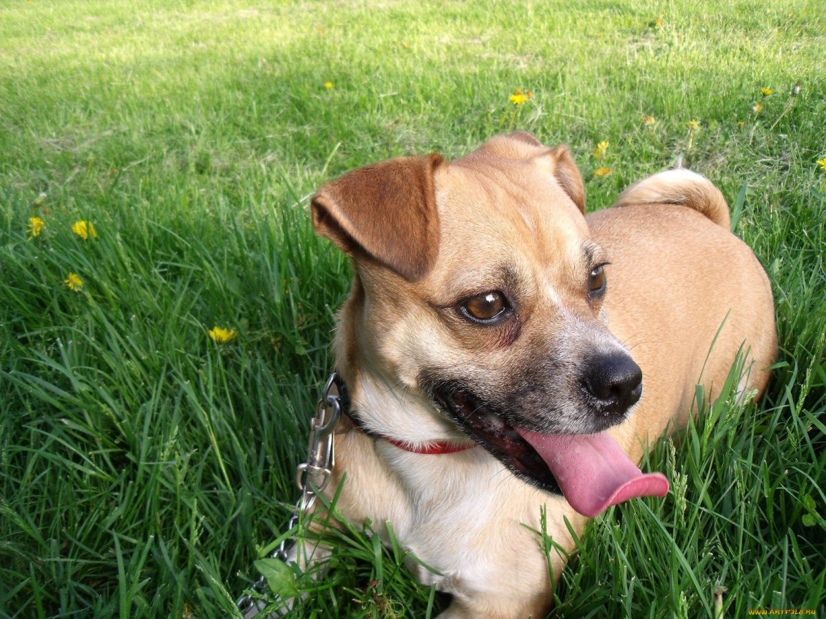 Морда Джек Рассел терьер после укуса пчелы