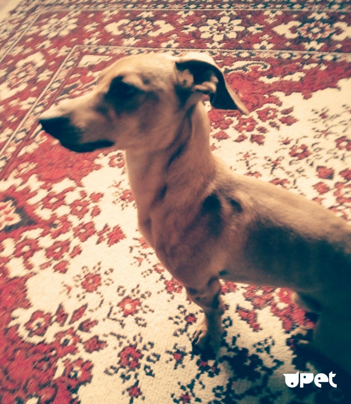 Фокстерьер гладкошерстный метис