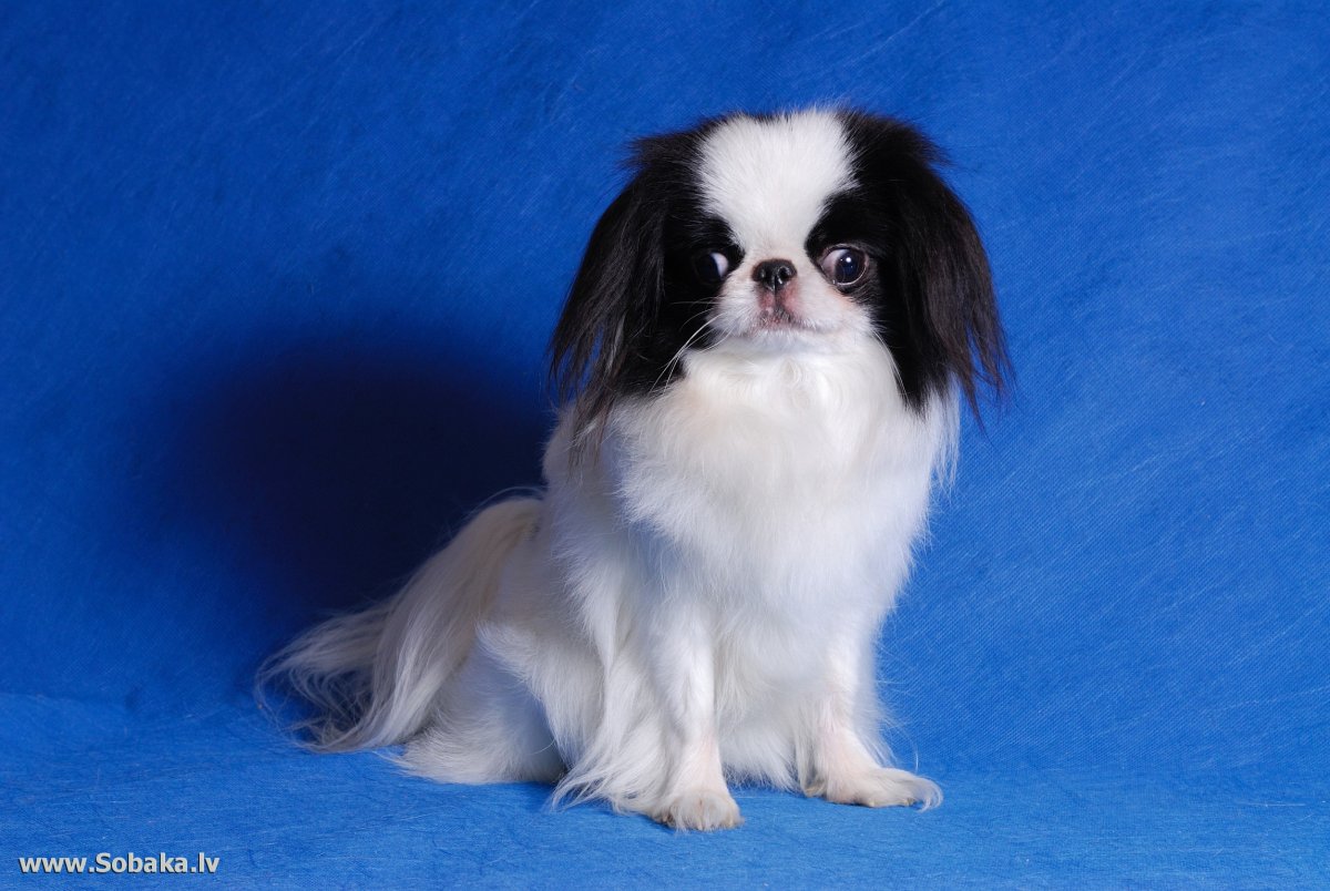 Японский Хин щенок