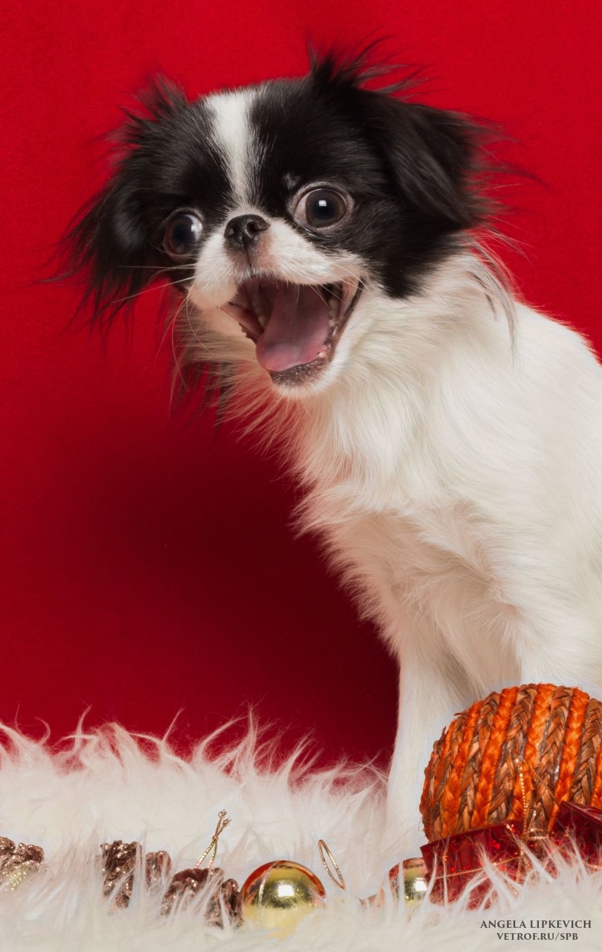 Японский Хин