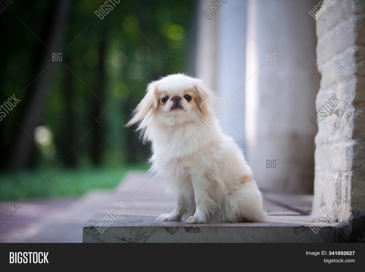 Японский Хин собака