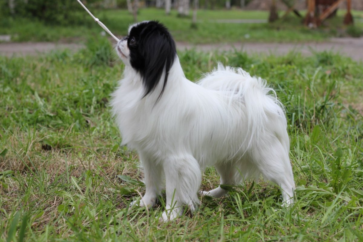 Японский Хин на белом фоне