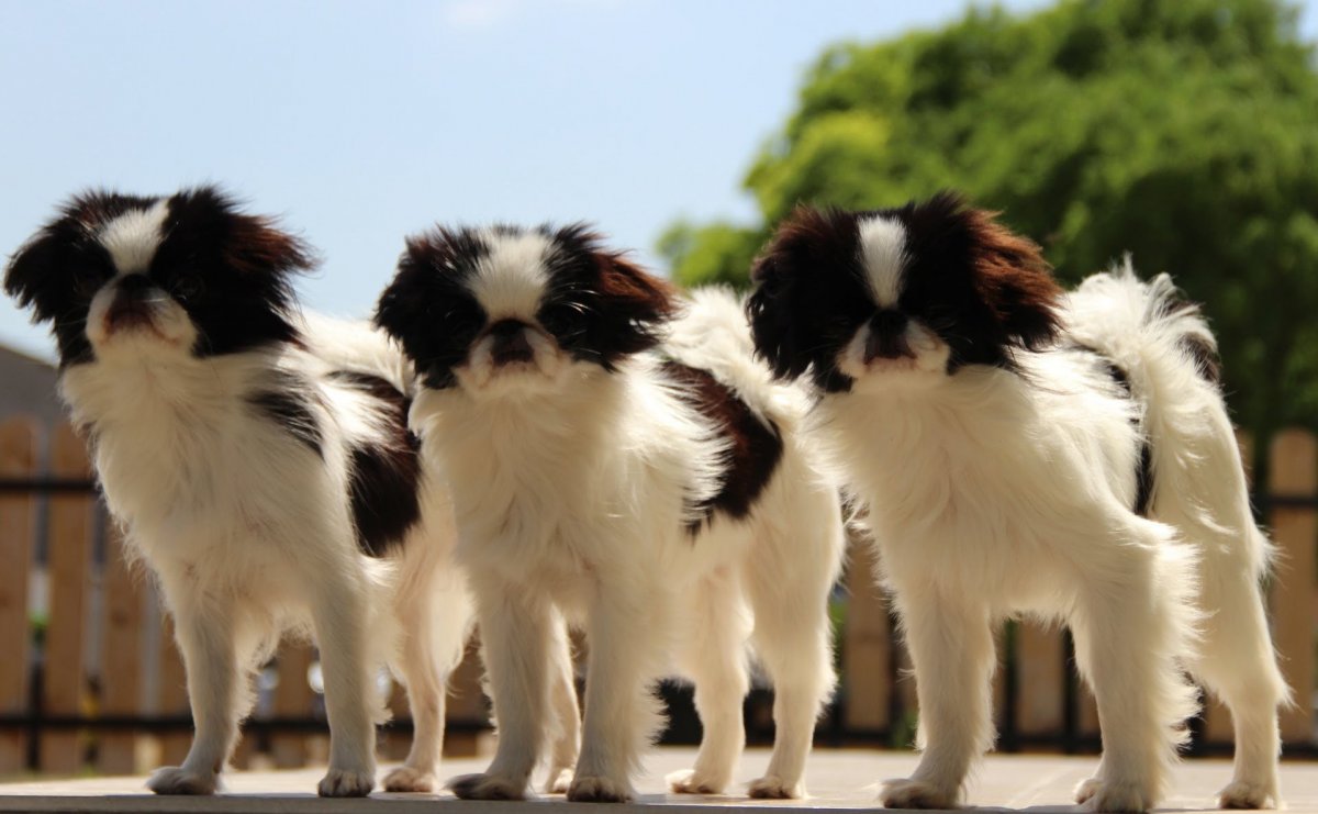 Собачка японский Хин