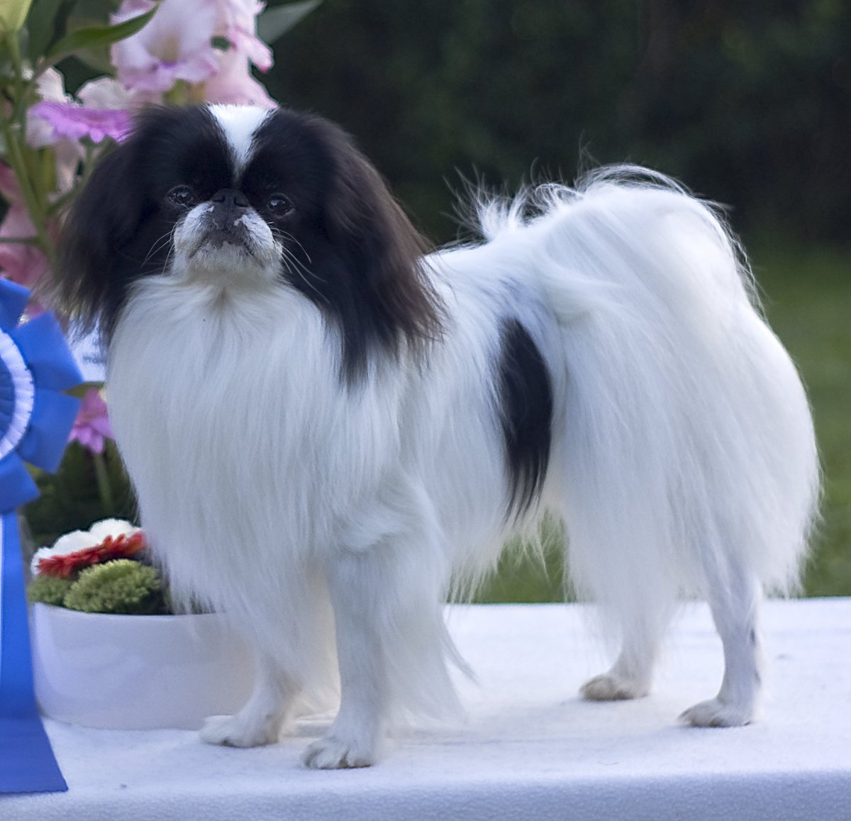 Японский спаниель Хин