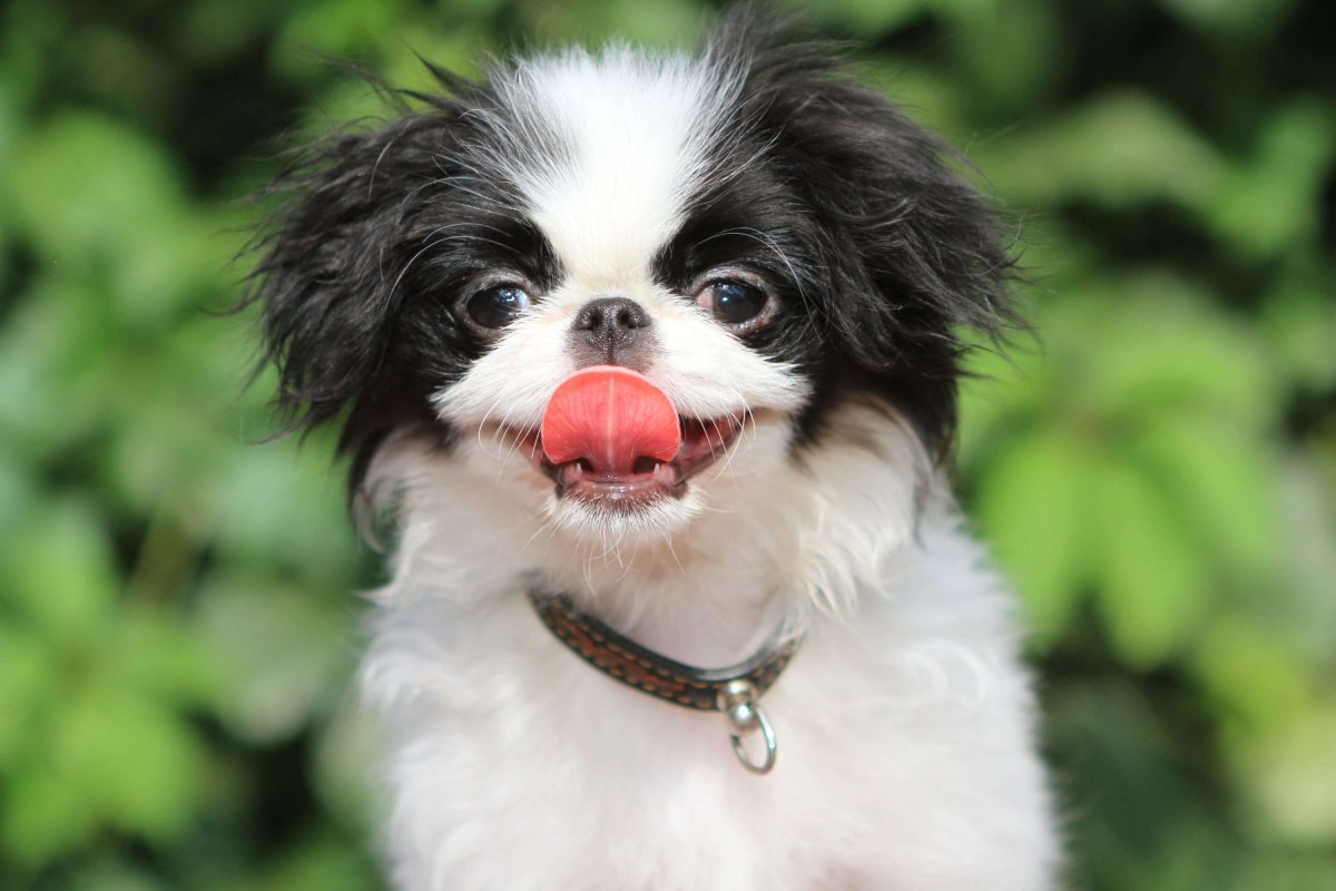 Собачку китайская бабочка