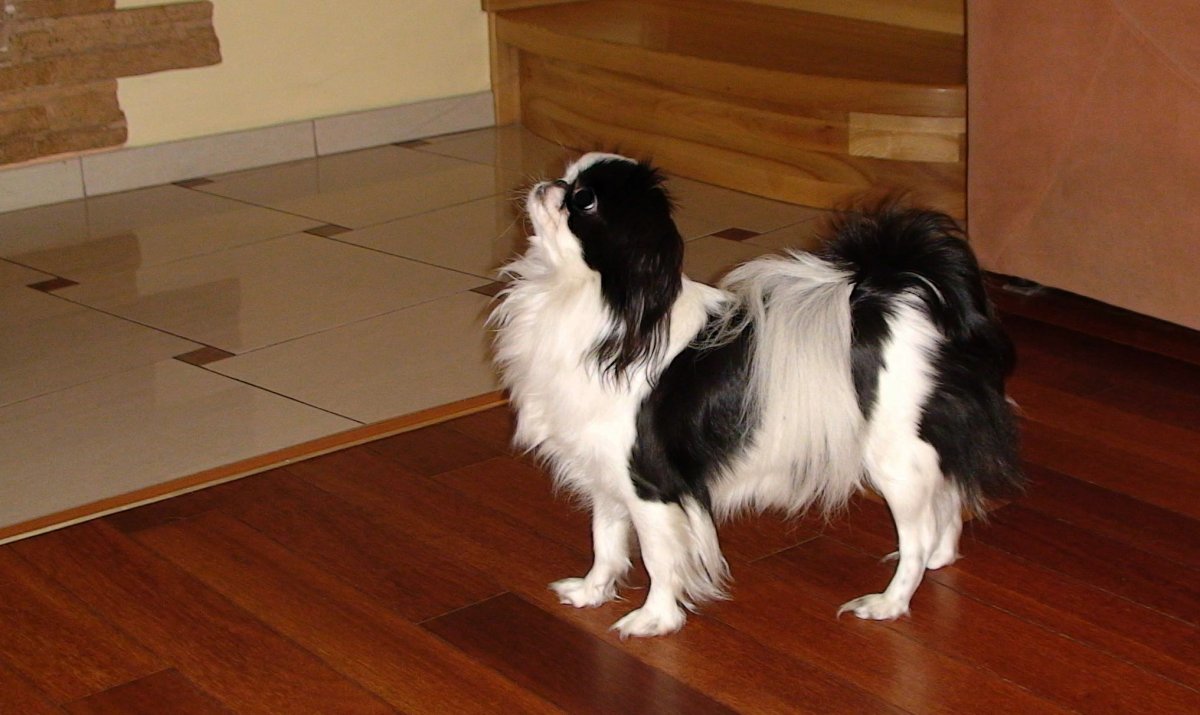 Японский Хин рыжий