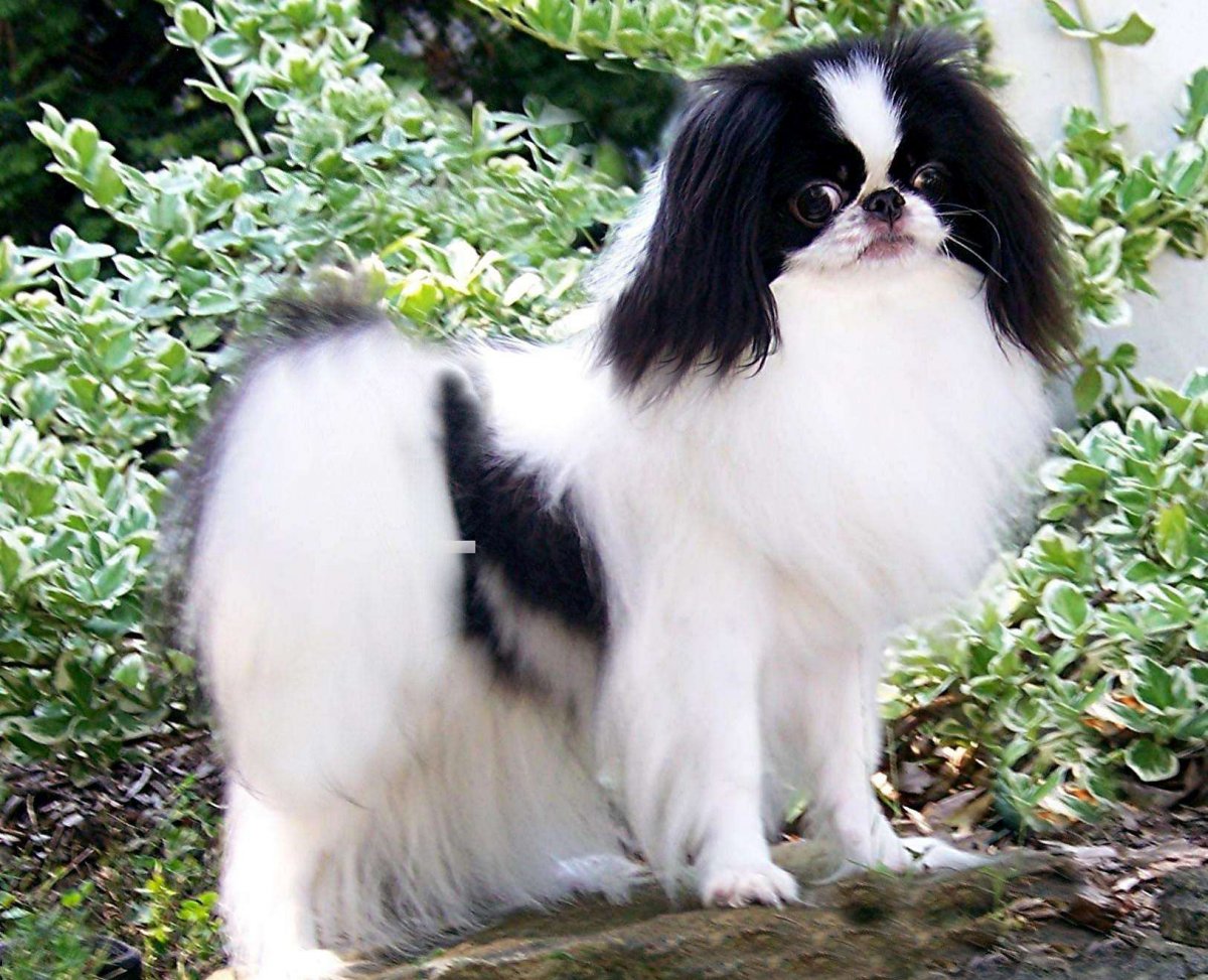 Тибетский спаниель и японский Хин