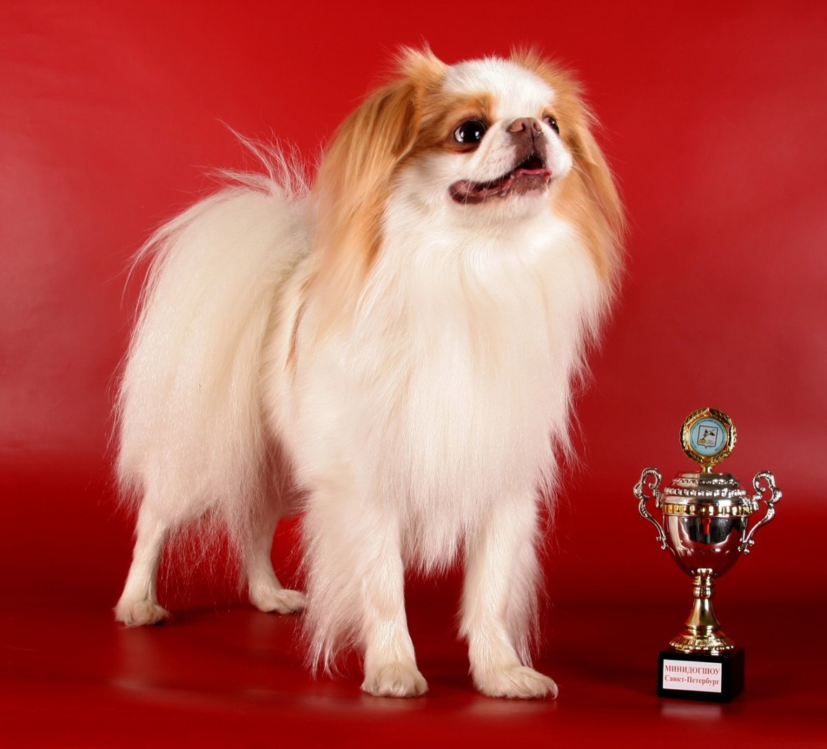 Порода собак японский Хин