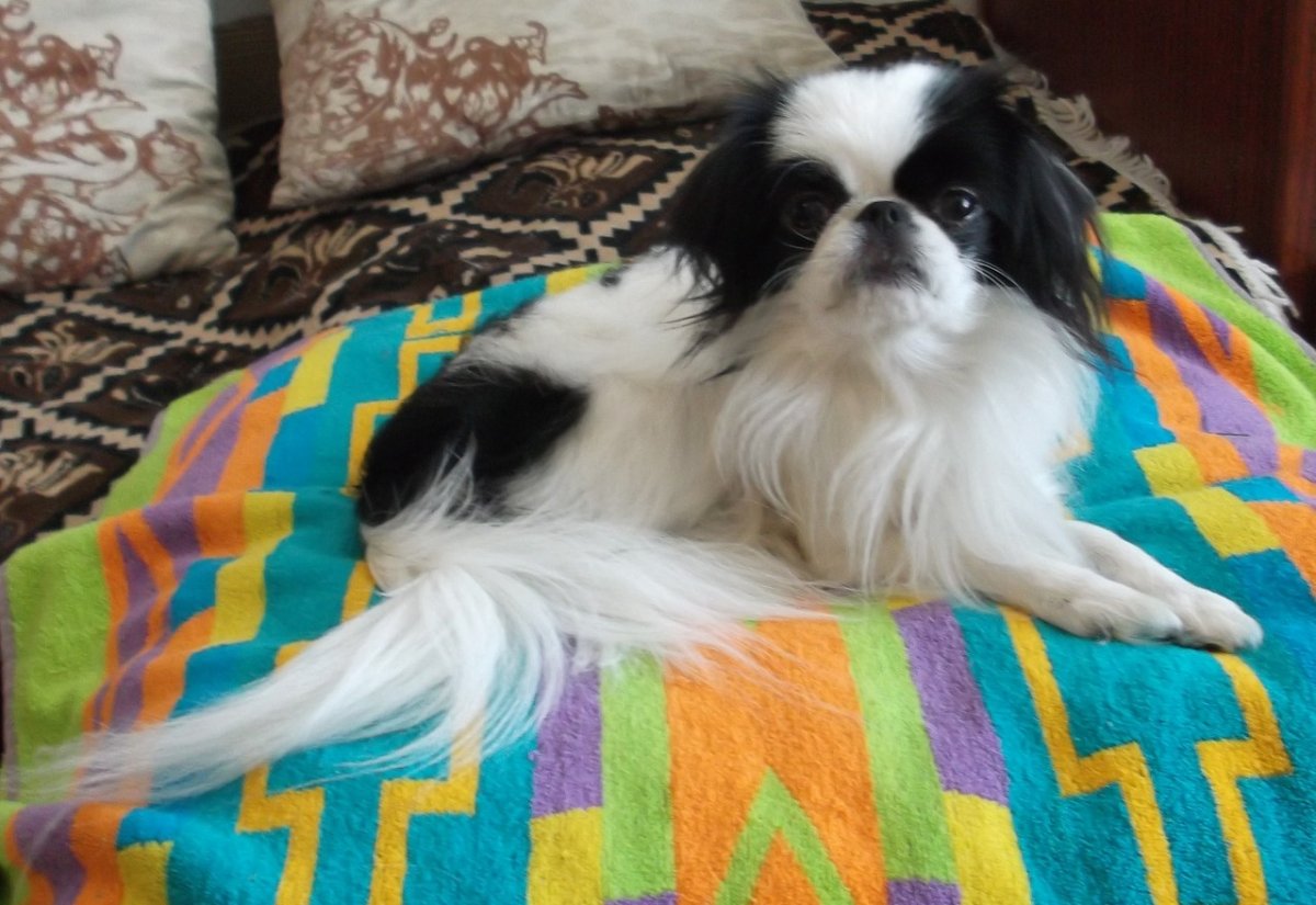 Порода японский Хин