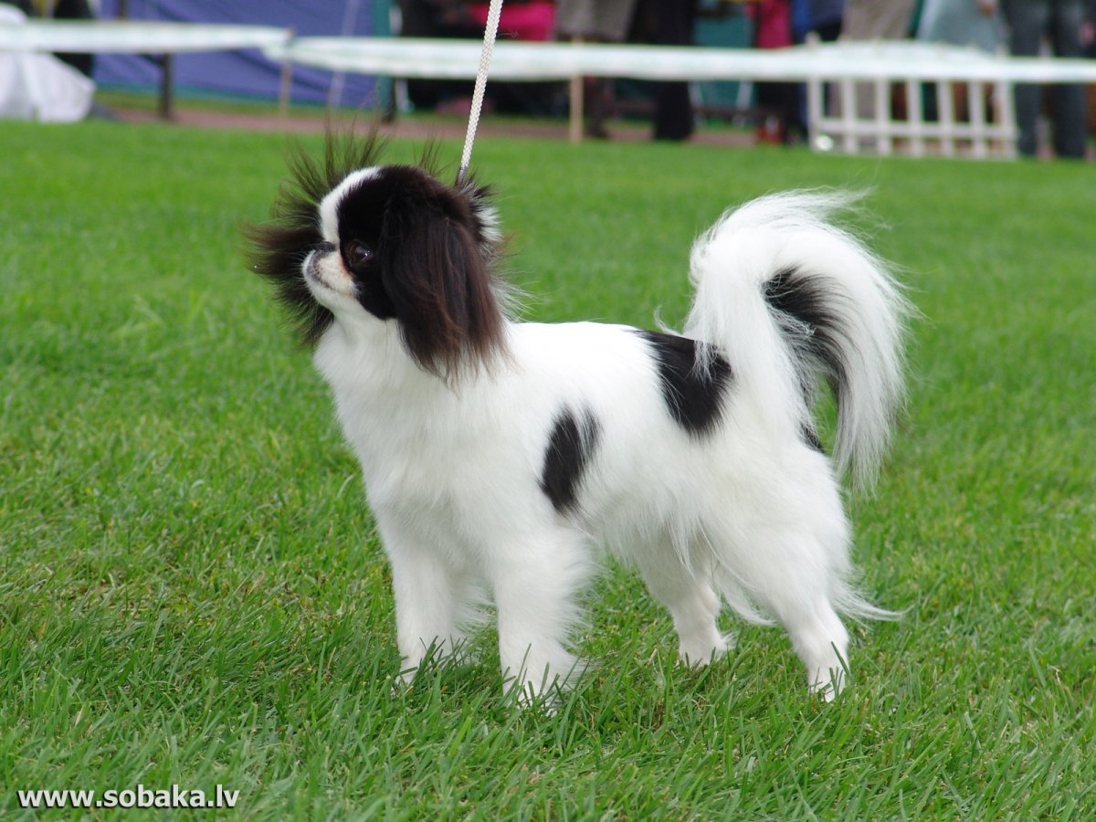 Империум Аури питомник японский Хин