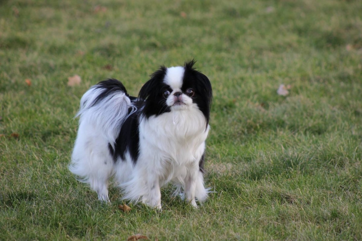 Пекинес Хин