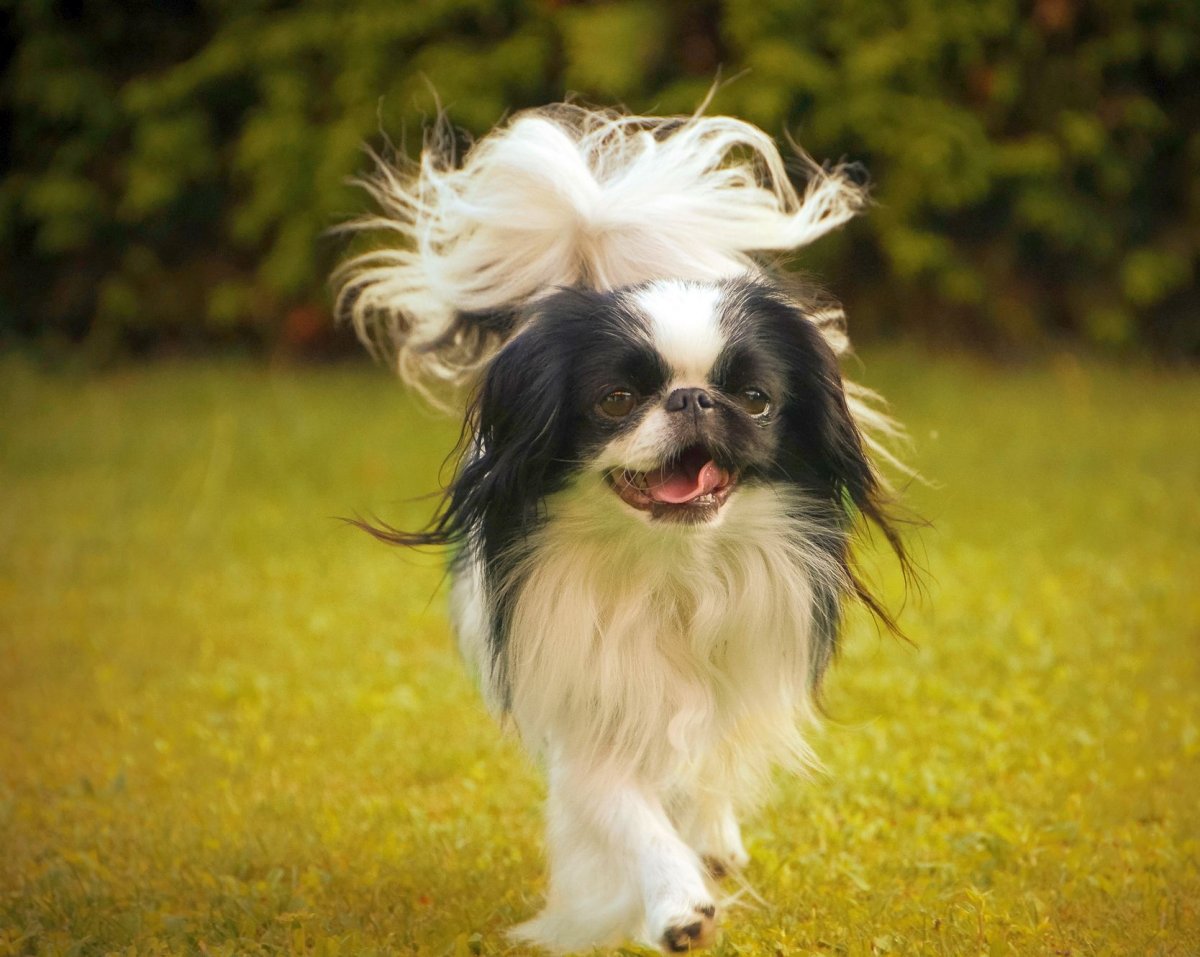 Пекинес Хин