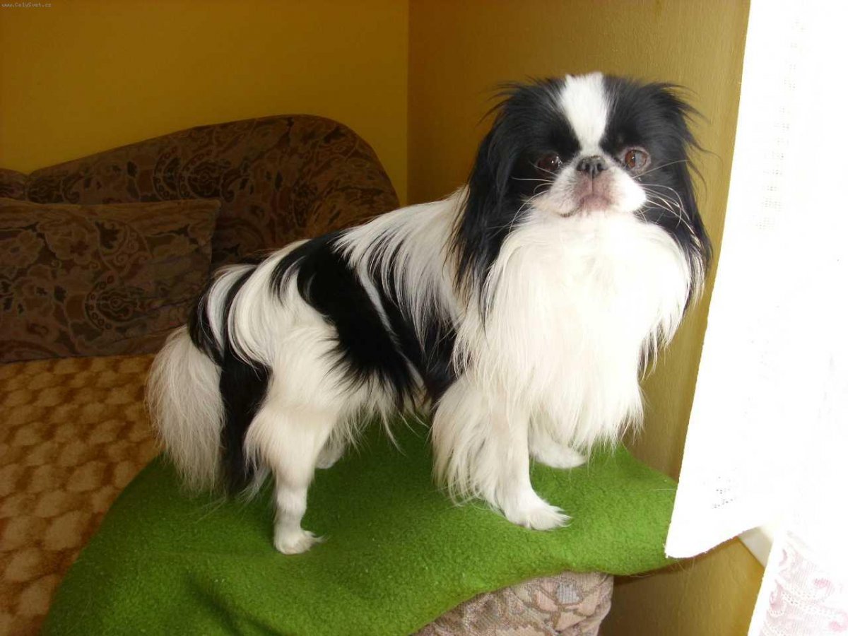 Японский Хин